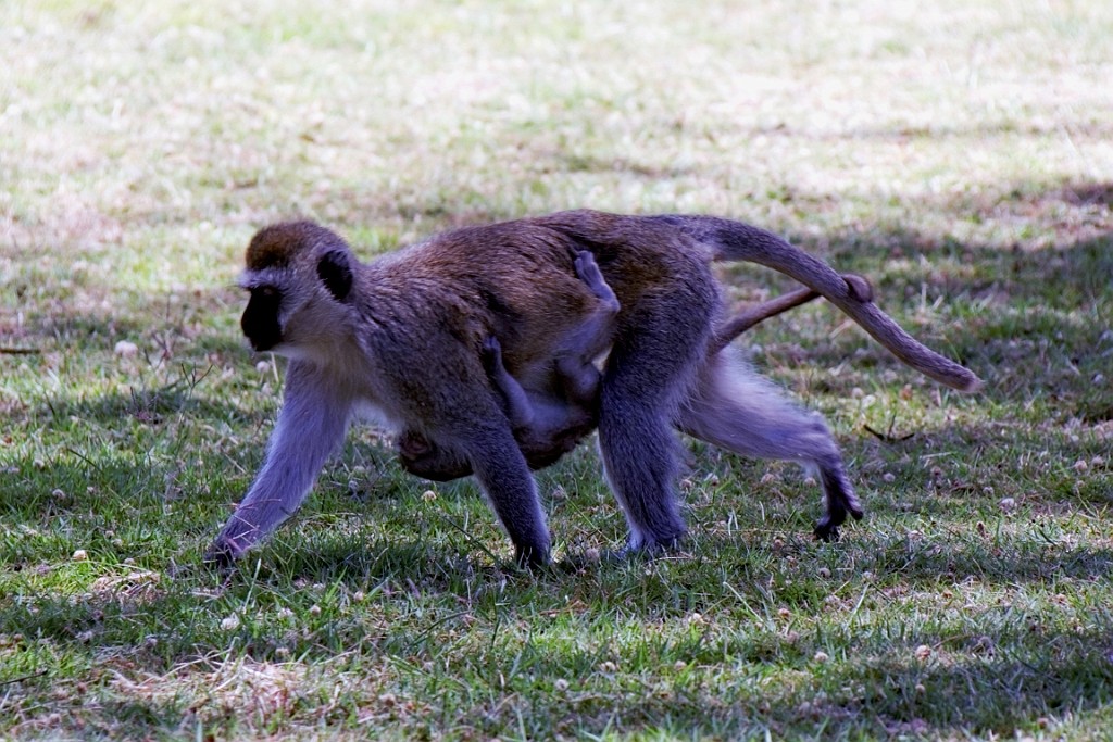 Kenia (192).jpg